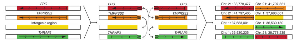 ERG TMPRSS2 rearrangement