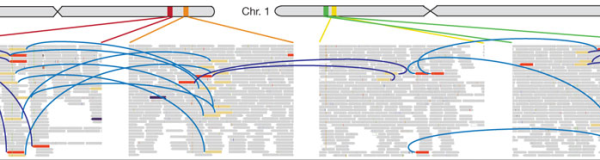 ERG TMPRSS2 rearrangement 2